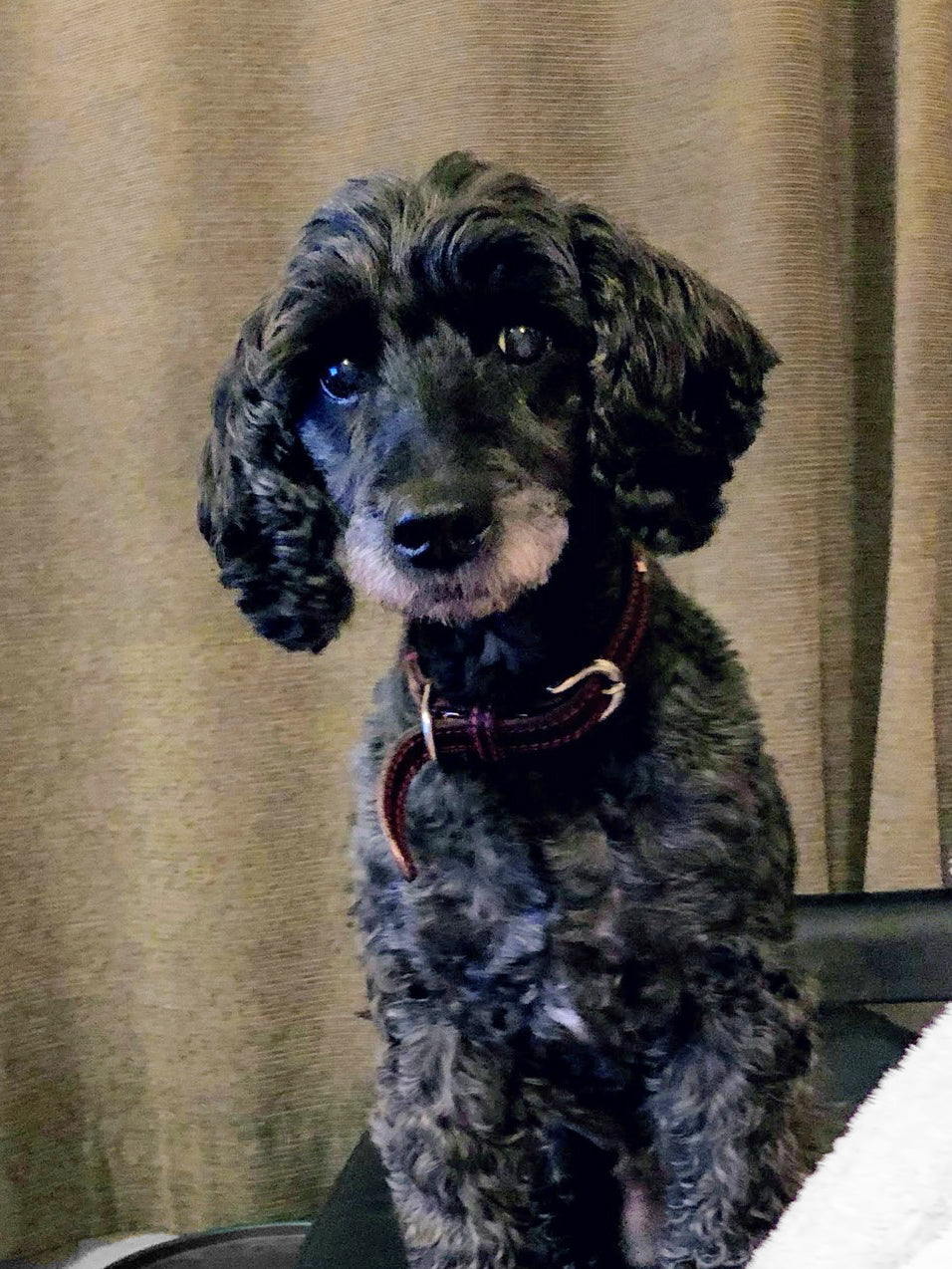 沈金ペットポートレイト（二枚屏風・ピアノ端材）｜オーダーメイド