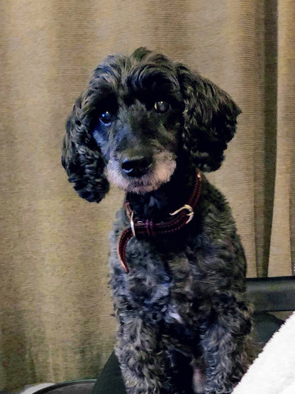 沈金ペットポートレイト（二枚屏風・ピアノ端材）｜オーダーメイド